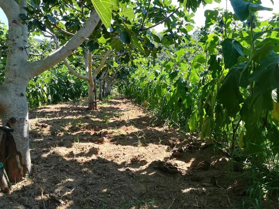 Il Cerro Agriturismo Zagarese Fuscaldo Dış mekan fotoğraf